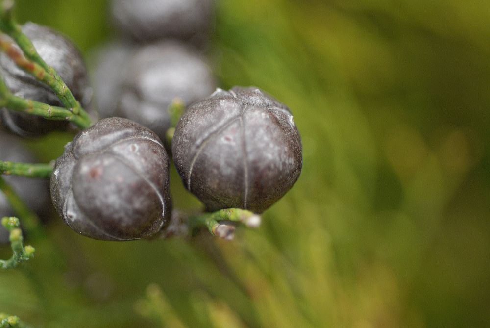 Cupressaceae Callitris drummondii