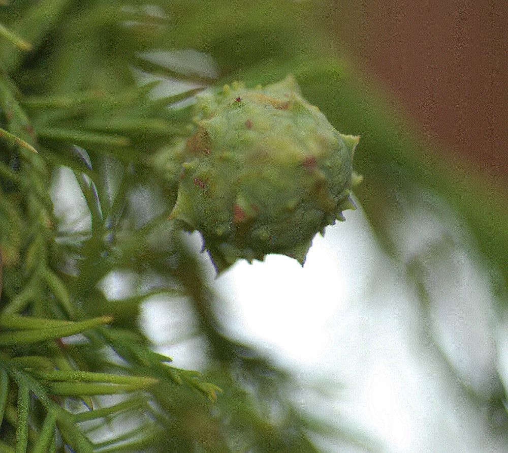 Cupressaceae Glyptostrobus pensilis