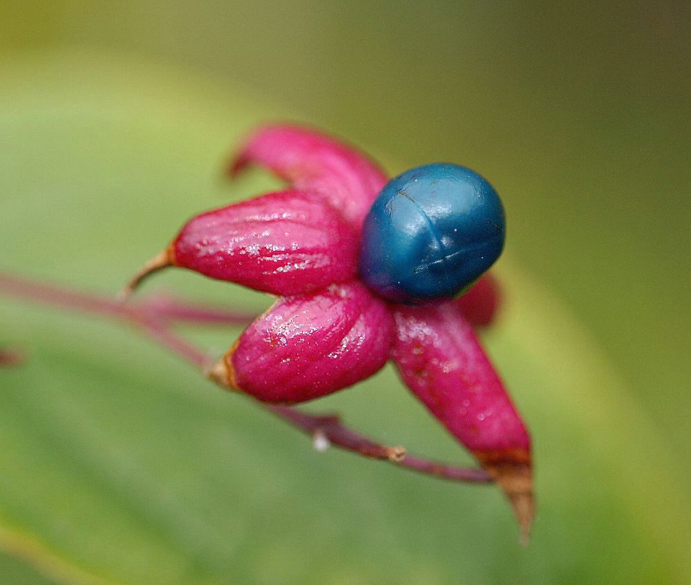 Lamiaceae Clerodendrum trichotomum