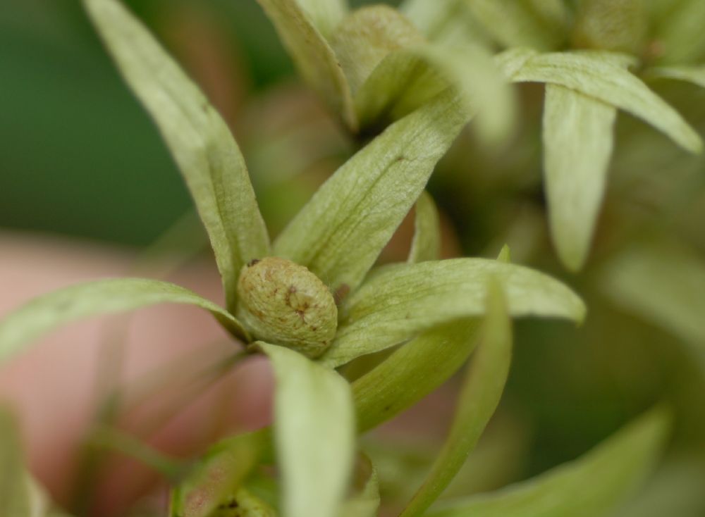 Anacardiaceae Loxostylis alata