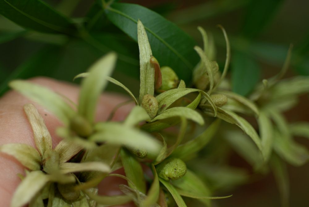 Anacardiaceae Loxostylis alata