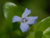 image of Bacopa caroliniana