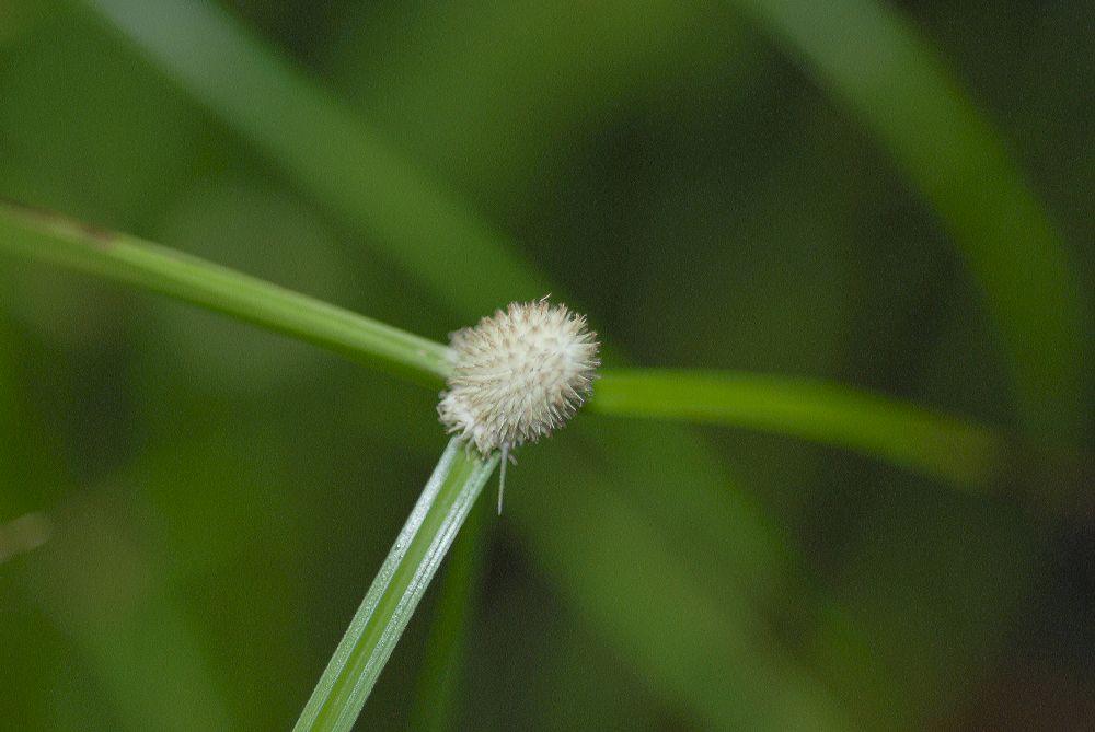 Cyperaceae Rhynchospora colorata