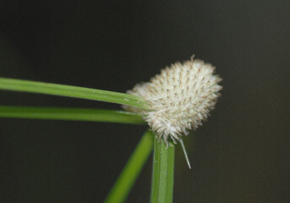Cyperaceae Rhynchospora colorata