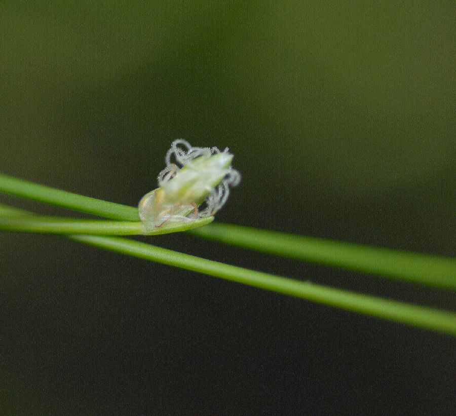 Cyperaceae Scirpus ceruus