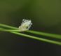 image of Scirpus ceruus