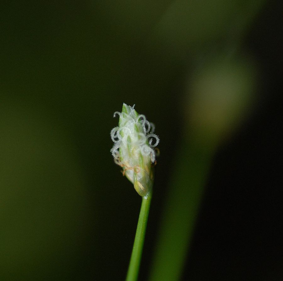 Cyperaceae Scirpus ceruus