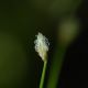image of Scirpus ceruus