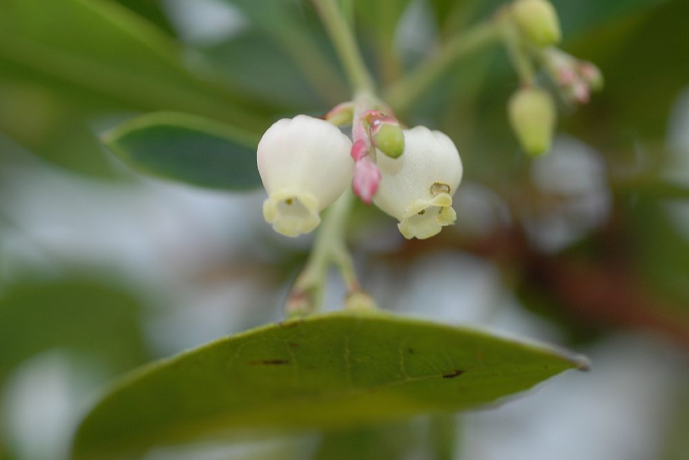 Ericaceae Arbutus unedo