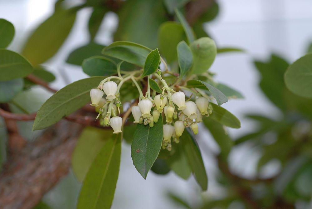 Ericaceae Arbutus unedo
