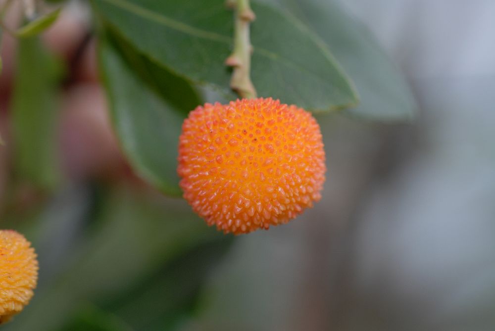 Ericaceae Arbutus unedo