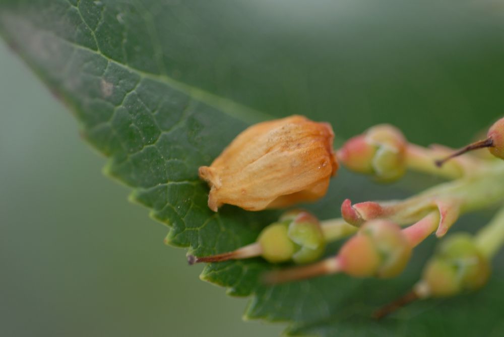 Ericaceae Arbutus unedo