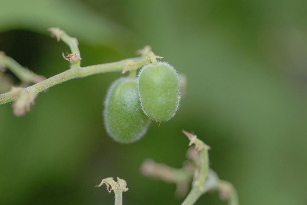 Vitaceae Cyphostemma lanigerum