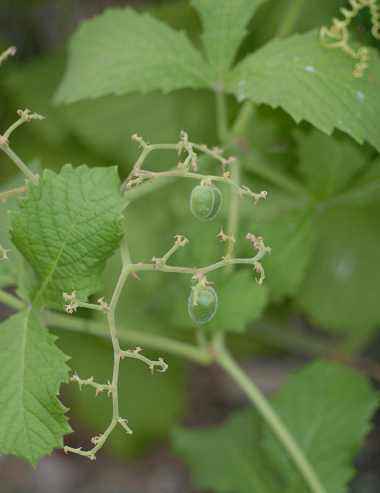 Vitaceae Cyphostemma lanigerum