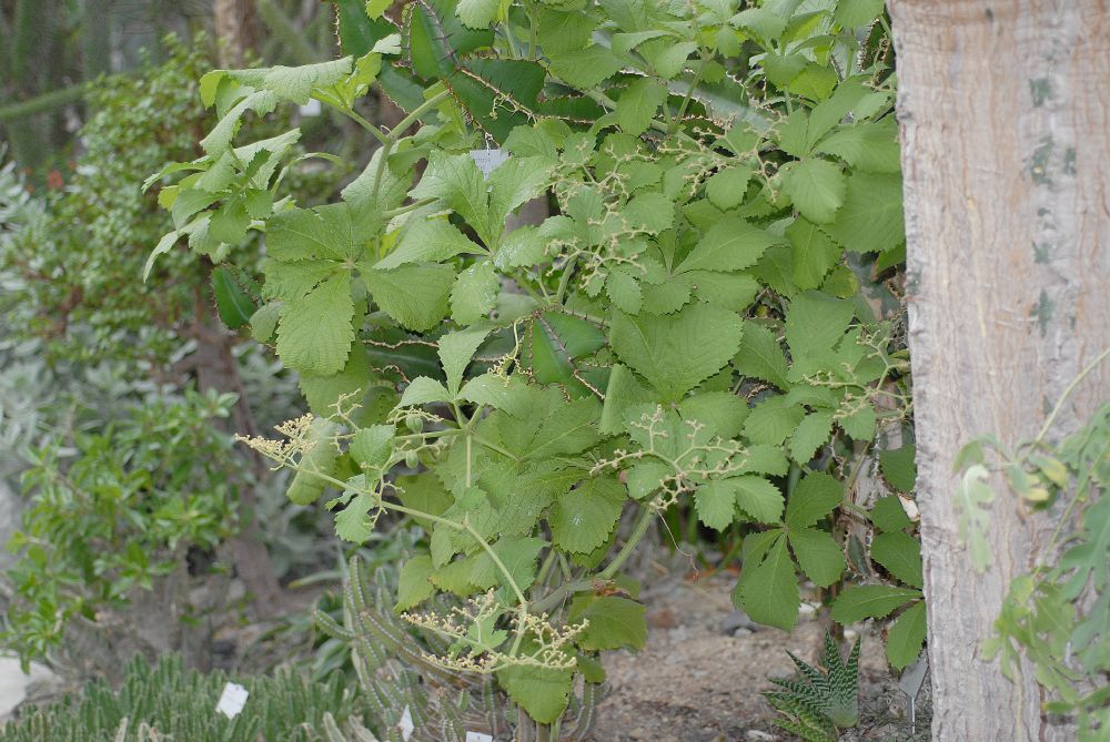 Vitaceae Cyphostemma lanigerum