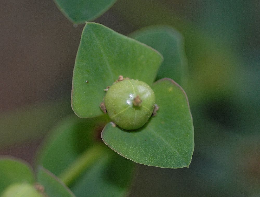 Euphorbiaceae Euphorbia bubalina