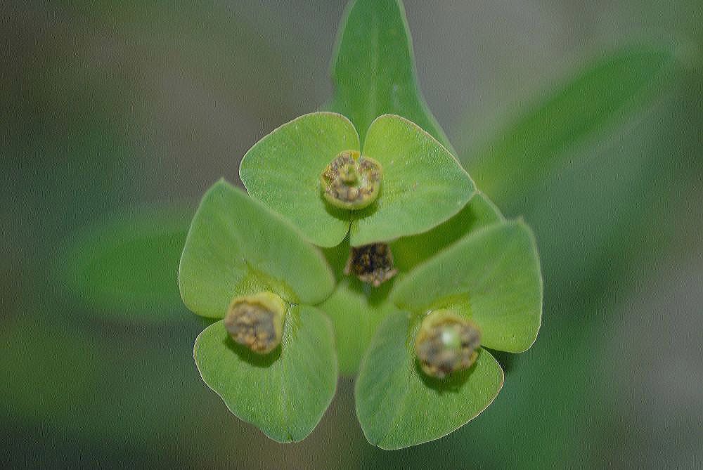 Euphorbiaceae Euphorbia bubalina