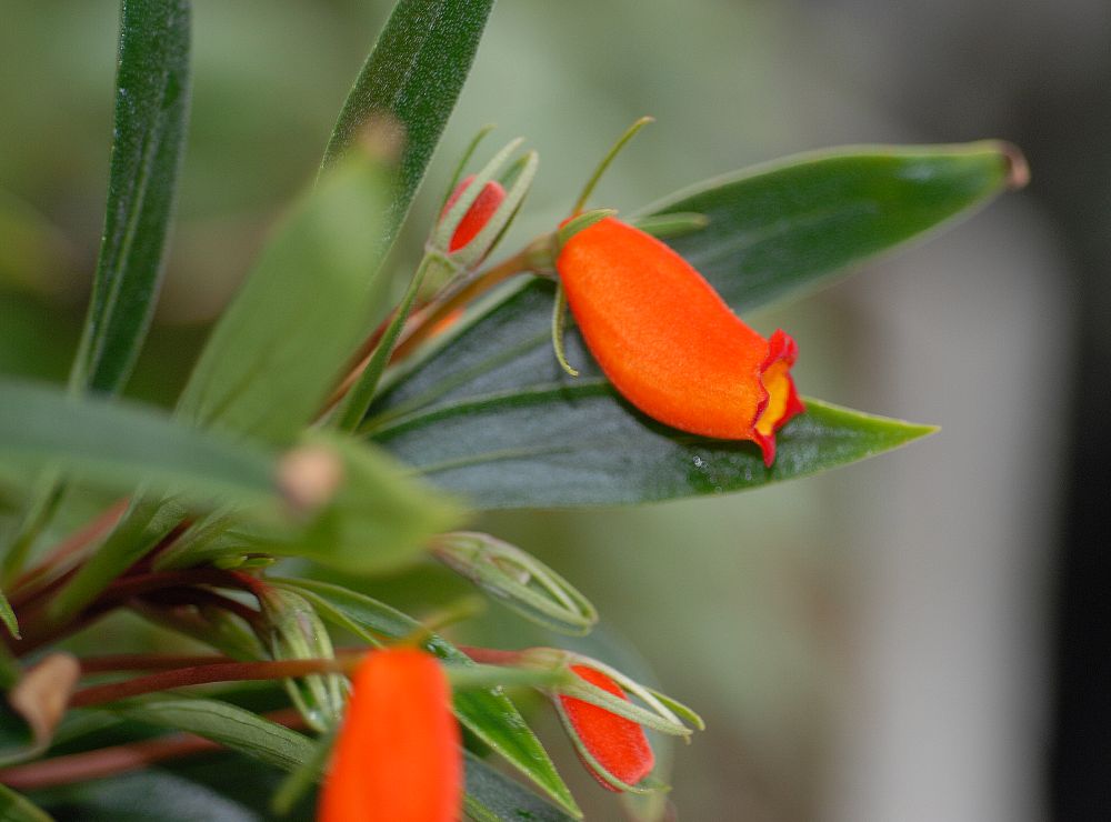 Gesneriaceae Gloxinia sylvatica