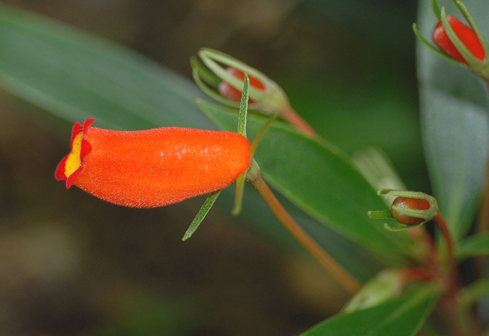 Gesneriaceae Gloxinia sylvatica