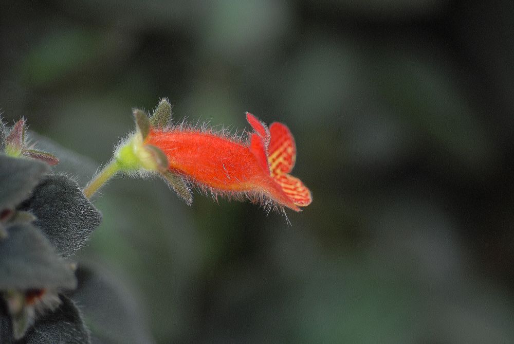 Gesneriaceae Kohleria bogotensis
