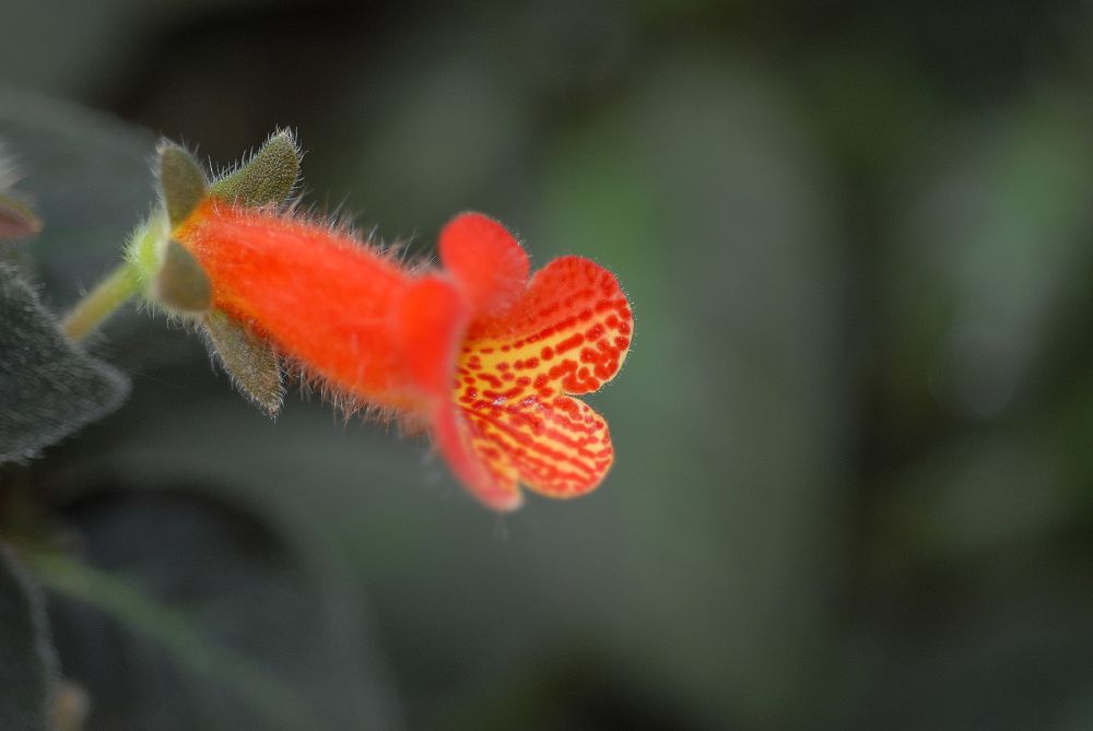 Gesneriaceae Kohleria bogotensis