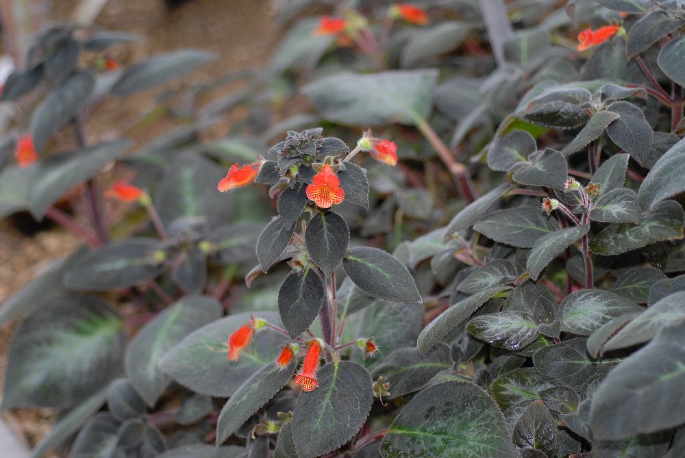 Gesneriaceae Kohleria bogotensis