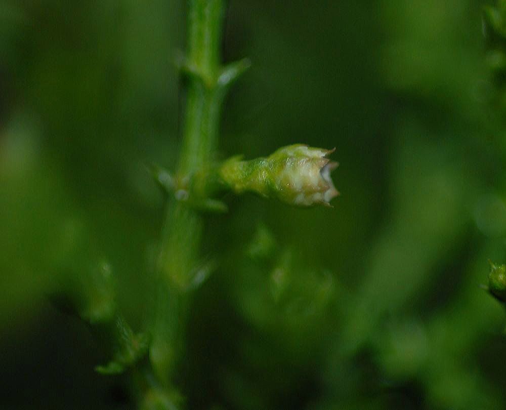 Cupressaceae Actinostrobus acuminata