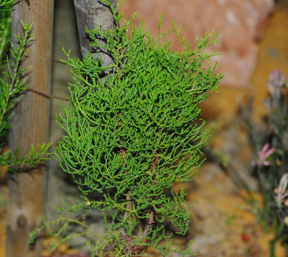 Cupressaceae Actinostrobus acuminata