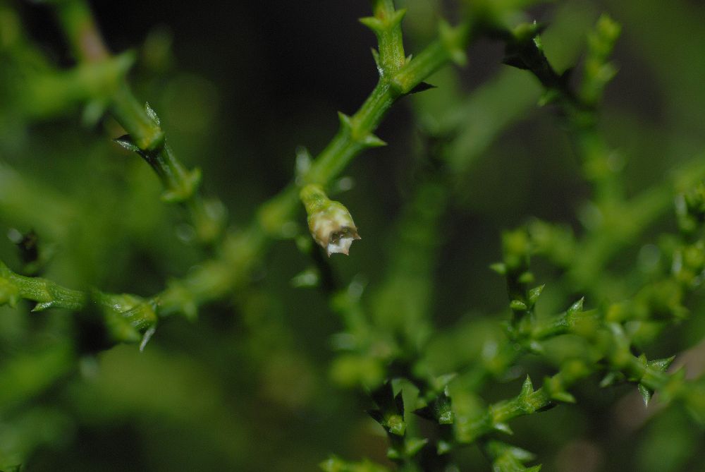 Cupressaceae Actinostrobus acuminata
