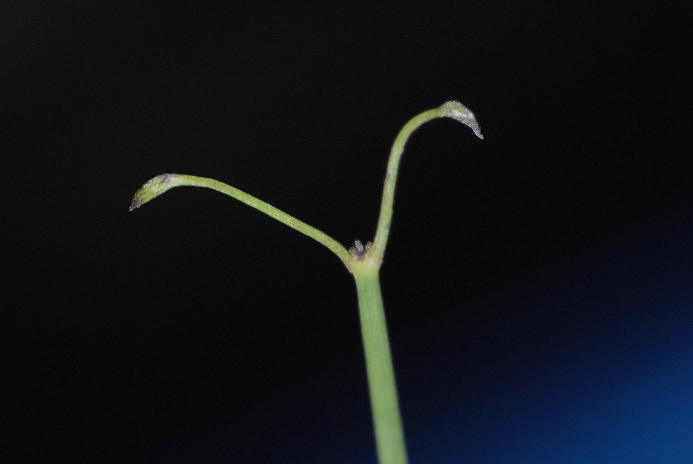 Ranunculaceae Clematis afoliata