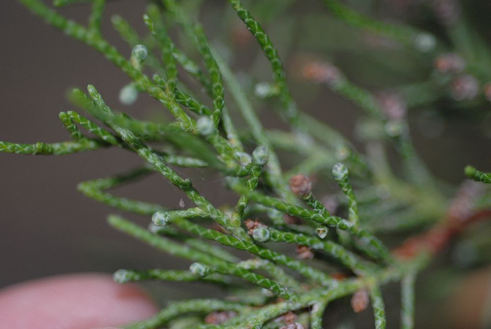 Cupressaceae Juniperus excelsa