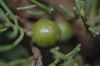 image of Juniperus excelsa