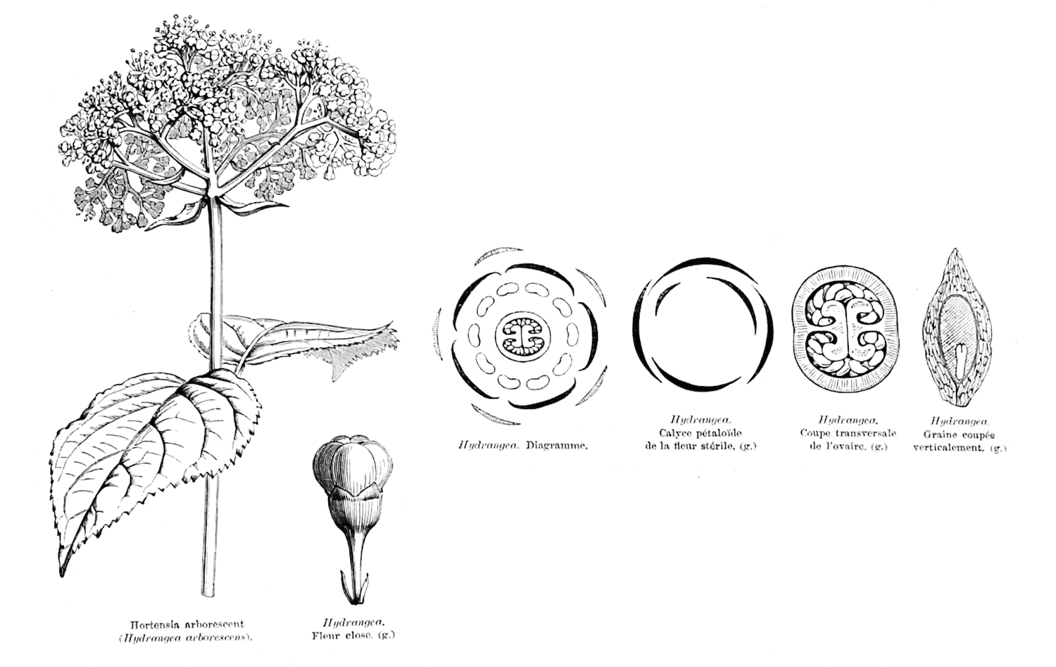 Hydrangeaceae Hydrangea 