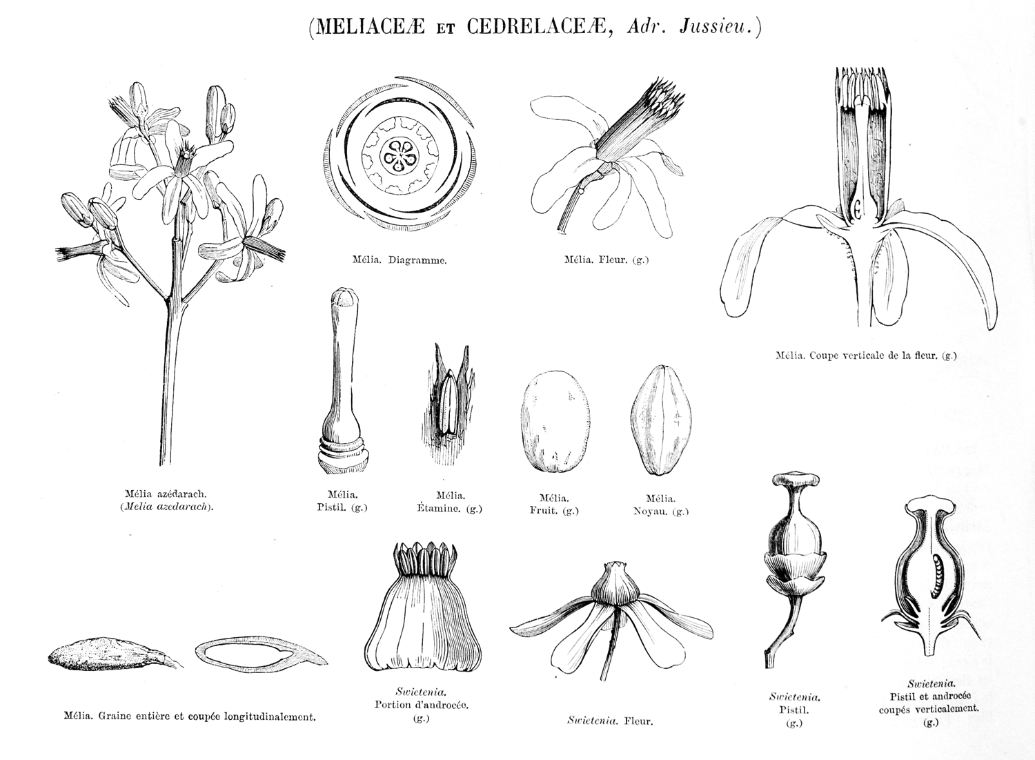 Meliaceae  