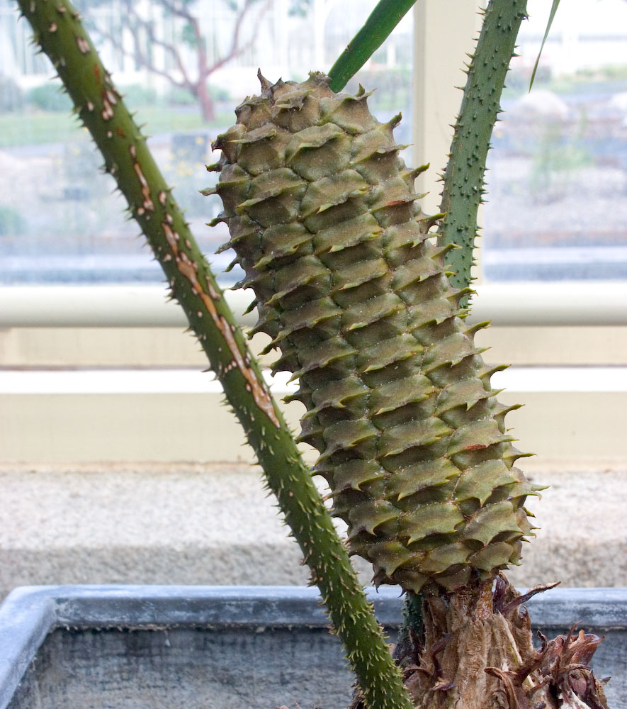 Zamiaceae Ceratozamia fuscoviridis