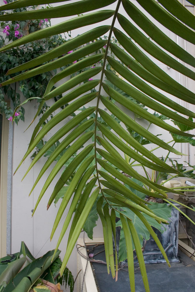 Zamiaceae Ceratozamia fuscoviridis