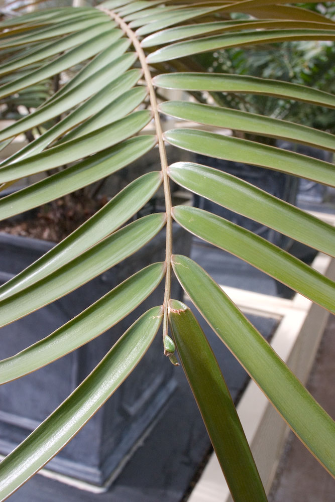 Zamiaceae Ceratozamia fuscoviridis