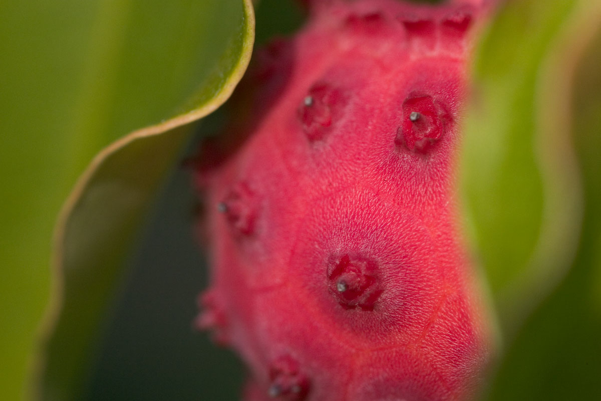 Cornaceae Cornus kousa