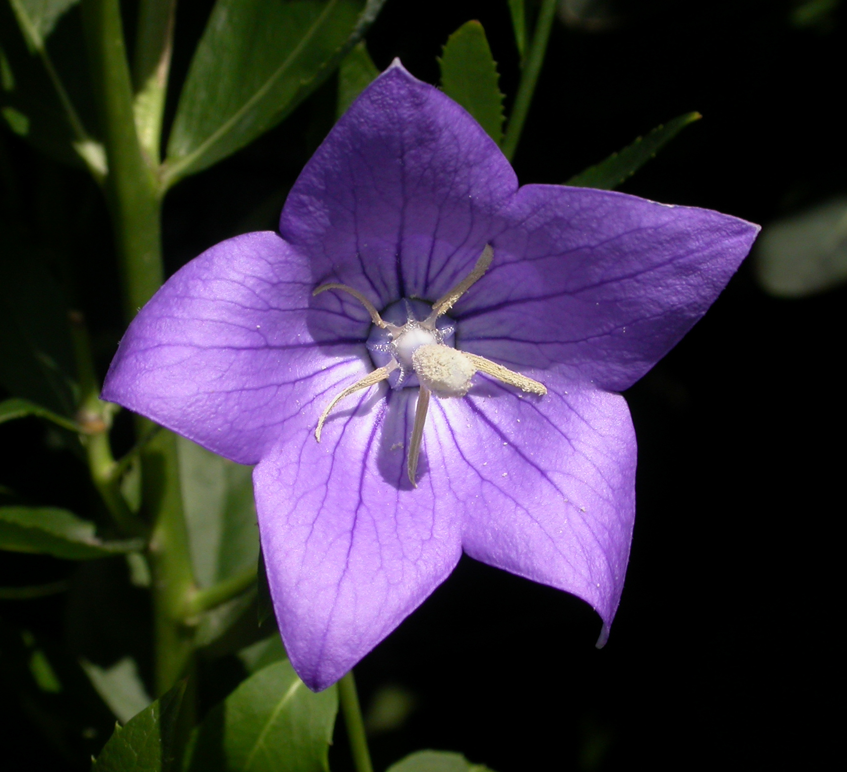 Campanulaceae Platycodon grandiflorus