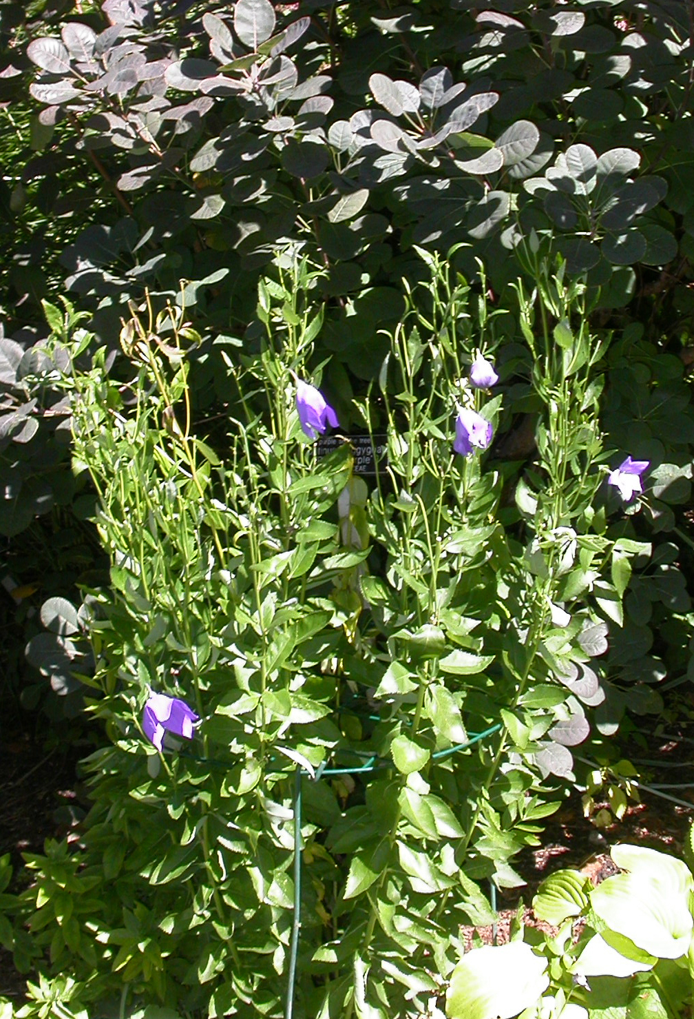 Campanulaceae Platycodon grandiflorus