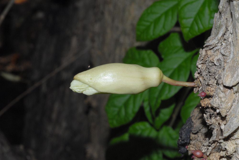 Bignoniaceae Parmentiera cereifera