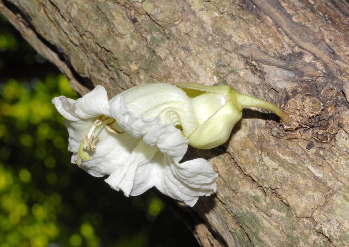 Bignoniaceae Parmentiera cereifera