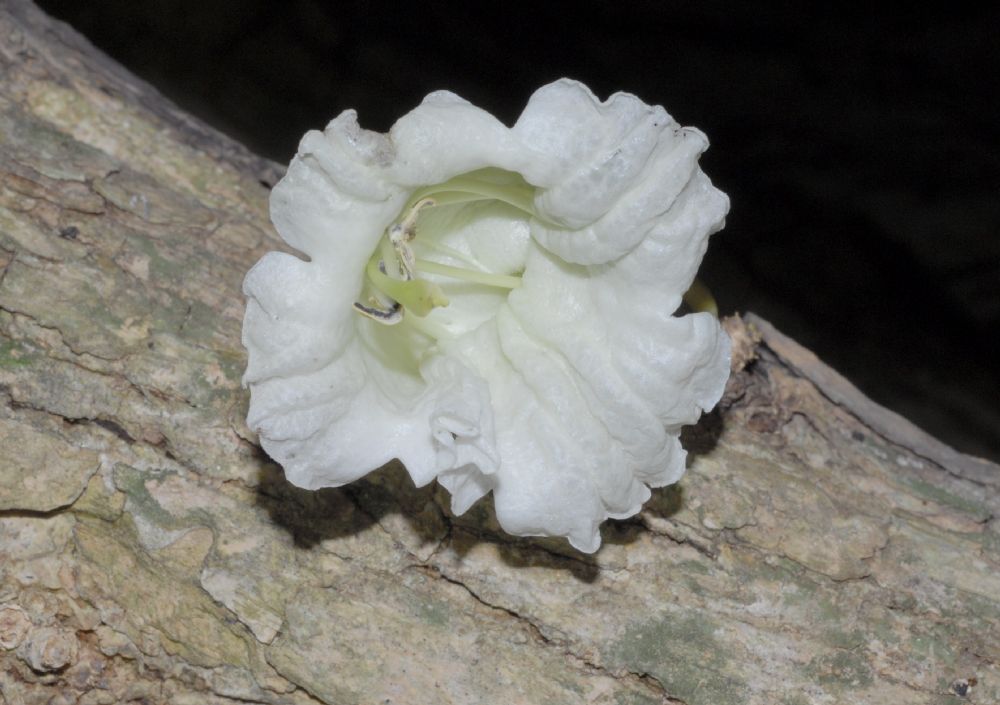 Bignoniaceae Parmentiera cereifera