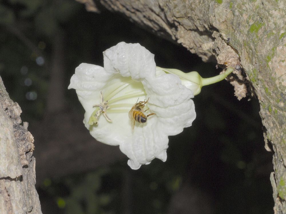 Bignoniaceae Parmentiera cereifera