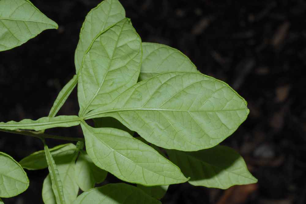 Bignoniaceae Parmentiera cereifera