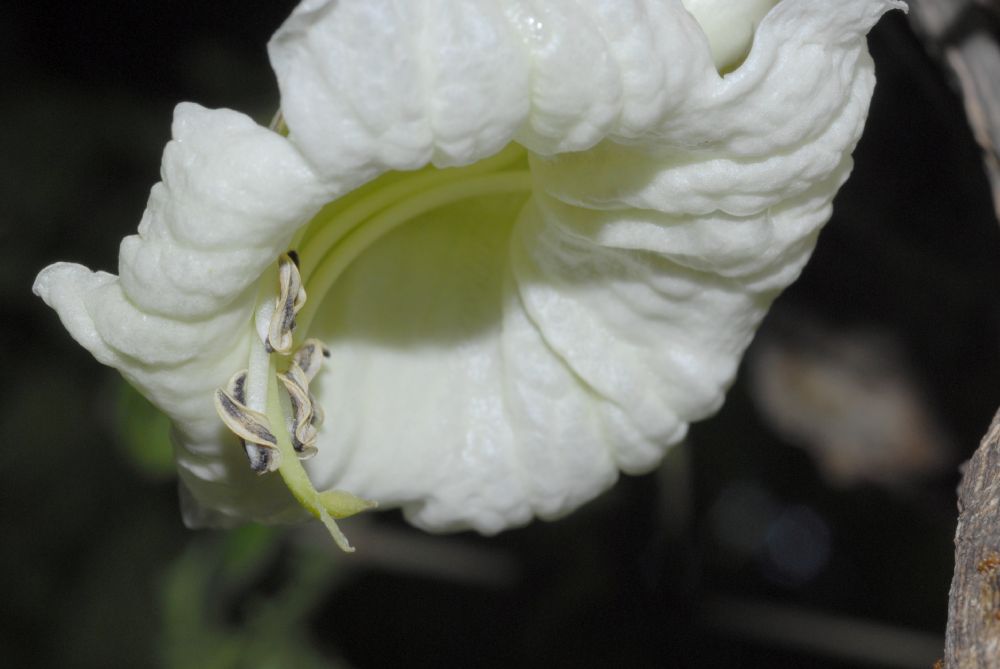 Bignoniaceae Parmentiera cereifera