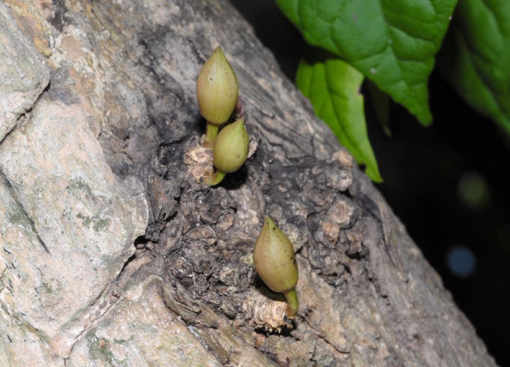 Bignoniaceae Parmentiera cereifera