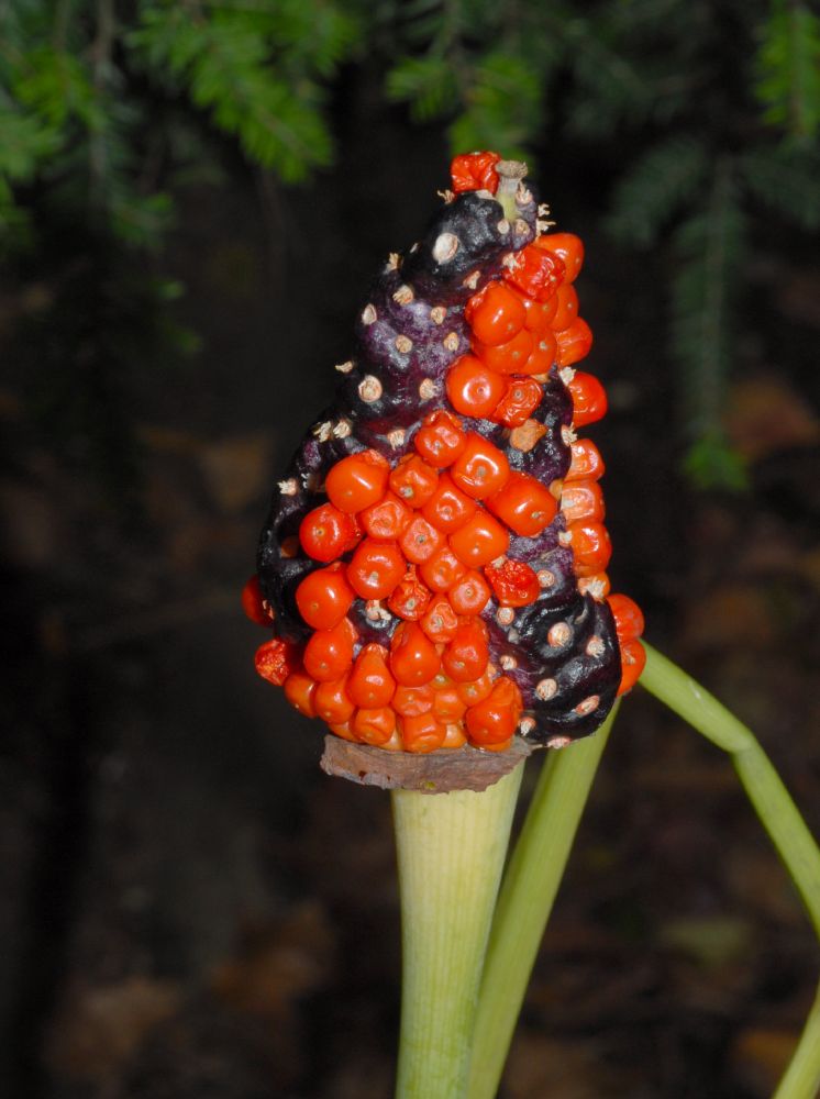 Araceae Arisaema triphyllum
