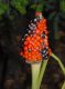 image of Arisaema triphyllum