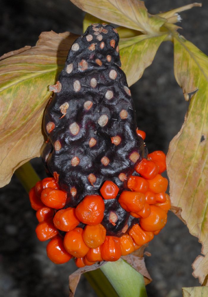 Araceae Arisaema triphyllum